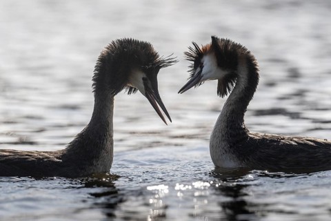 Great Crested Grebe (Podoceps cristatus), Emsland, Lower Saxony, Germany