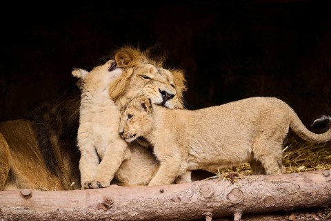 Asiatic lion (Panthera leo persica) male with his cubs, captive