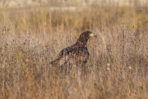 One white-tailed eagle (Haliaeetus albicilla) sitting on a meadow of tall dry grass in early