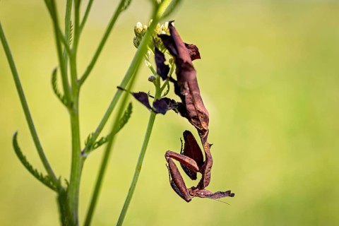 A brown insect in camouflage on a plant, a ghost mantis in a meadow near Windhoek, Namibia