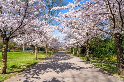 Cherry avenue, ornamental cherry blossom in Grugapark in Essen, Japanese May cherries, Prunus x