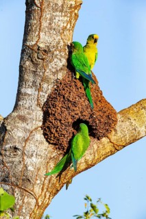 Peach-fronted conure (Aratinga aurea) Pantanal Brazil