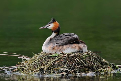 Great Crested Grebe (Podiceps Scalloped ribbonfish) sitting on its nest, North Rhine-Westphalia,