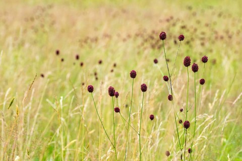 Large meadow button, rosaceae, rose family, sanguisorba officinalis, meadow button, flora, great