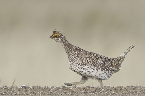 Sharp-tailed Grouse (Tympanuchus phasianellus), Saskatchewan, Canada