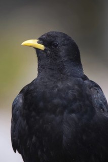 Alpine Chough (Pyrrhocorax graculus), Bavaria, Germany