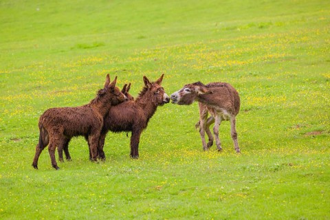 Three mixed breed donkey foals walk side by side to a bad tempered adult female donkey in a paddock