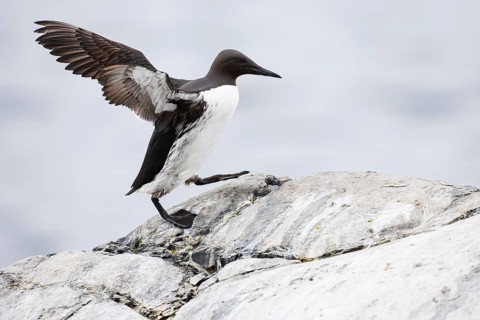Guillemot (Uria aalge), adult bird walking with outstretched wings on stone slab, Hornøya Island,