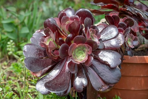 Rosette balsam (Aeonium arboreum), Bavaria, Germany