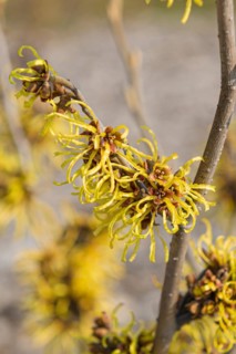 Hybrid witch hazel (Hamamelis × intermedia 'Westerstede'), Cambridge Botanical Garden, Germany