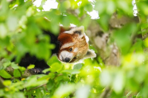 Red panda (Ailurus fulgens) on a branch in a tree, captive, Germany