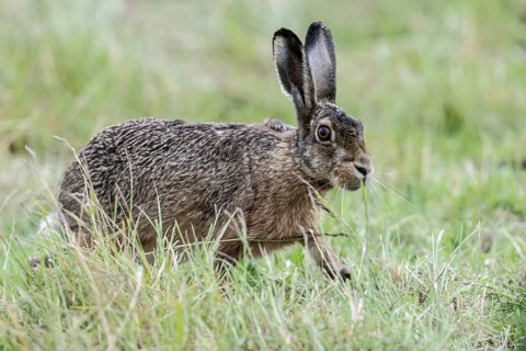 European hare (Lepus europaeus), Emsland, Lower Saxony, Germany