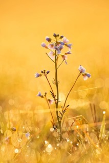 Meadow cuckoo flower (Cardamine pratensis) backlit at sunrise, North Rhine-Westphalia, Germany
