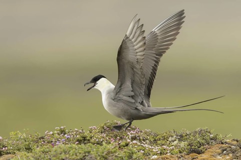 Long-tailed Jaeger (Stercorarius longicaudus), Texas, USA