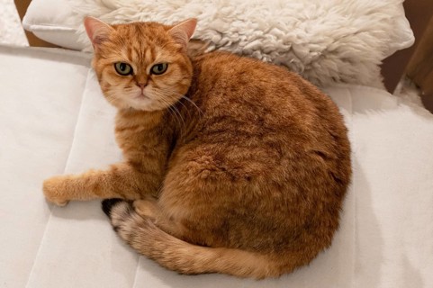 Felidae (Felis catus) on the sofa, North Rhine-Westphalia, Germany