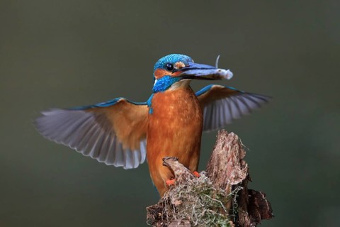 Common Kingfisher (Alcedo atthis) flying, Bavaria, Germany