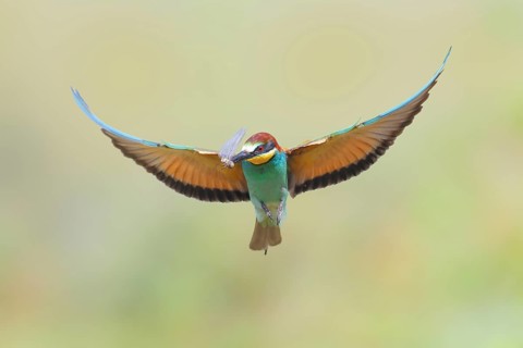 Bee-eater (Merops apiaster) in flight with a dragonfly, Wildlife, Lake Neusiedl National Park,