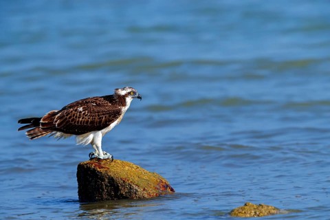 An osprey looking for food, (Pandiaon haliaetus), family of birds of prey, biotope, habitat,