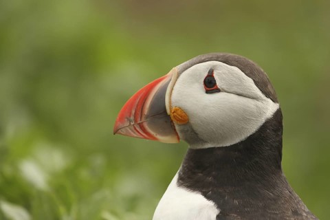 Atlantic Puffin (Fratercula arctica), Farne Islands, United Kingdom