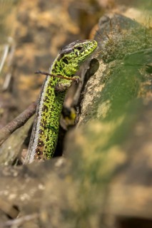Lacerta agilis, sand lizard, sand lizard, critters, lizards, lizards, high size, portrait format,
