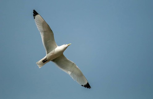 Black-legged Kittiwake, Black-legged Kittiwake, Norway, Rissa Tridactyla, Varanger, Birds,