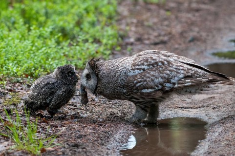 Bearded Owl, Finland, Great Grey Owl, Strix Nebulosa, Prey, Birds, Capture, Owls, Feeding, Female,