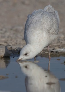 Iceland Gull (Larus glaucoides) drinking, Wales, United Kingdom