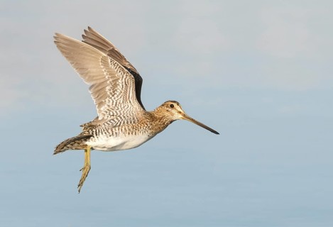 Wilson's Snipe (Gallinago delicata) flying, British Columbia, Canada