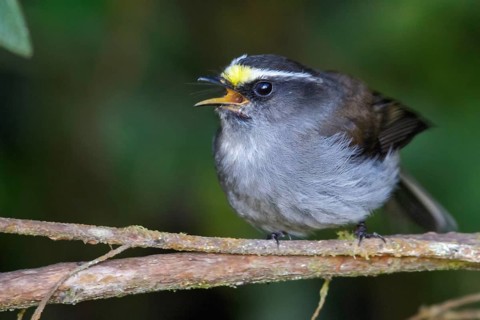 Crowned Chat-Tyrant (Ochthoeca frontalis) perched on a branch in the Andes Mountains of Colombia