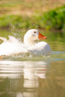White goose splashing and enjoying the water in the sunny lake, Schwetzingen Palace Gardens,