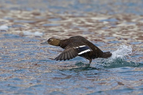 Steller's Eider (Polysticta stelleri) female flying, Varanger, Norway