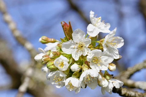 Blossoming cherry (Prunus avium), cherry blossoms on a branch, spring, Wilnsdorf, North
