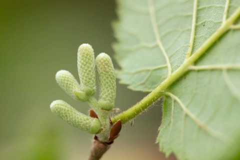 Hazel tree (Corylus avellana) catkins on a branch, Suffolk, England, United Kingdom