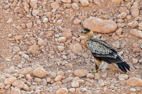 Golden eagle, (Aquila clanga), bird of prey, animals, birds, habitat, biotope, Raysut, Salalah,