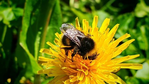 A bee (avis) collects pollen from a yellow dandelion flower (taraxacum), Rennsteig, Franconian