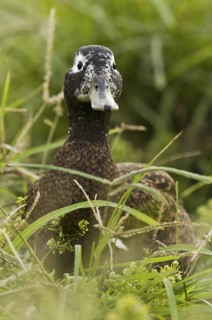 Laysan Duck (Anas laysanensis), Hawaii, USA