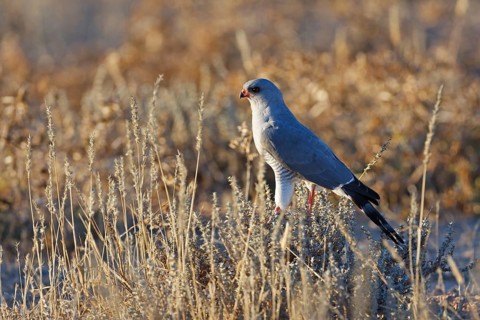 Gabar Goshawk (Micronisus gabar), Northern Cape, South Africa