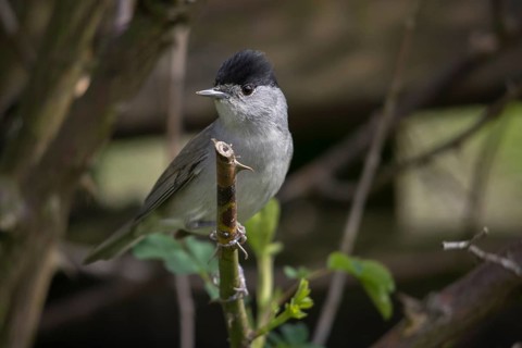 Blackcap, blackcap, blackcap, Sylvia atricapilla, birds, male, passeri, songbirds, birds