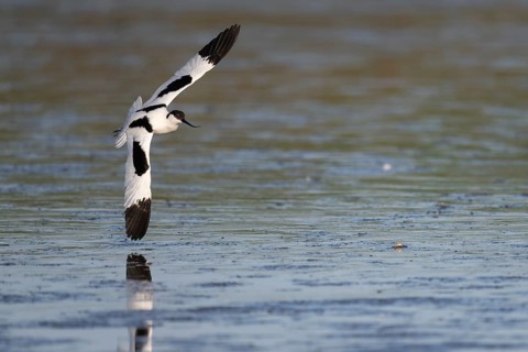 Avocet (Recurvirostra avosetta), Texel, Netherlands