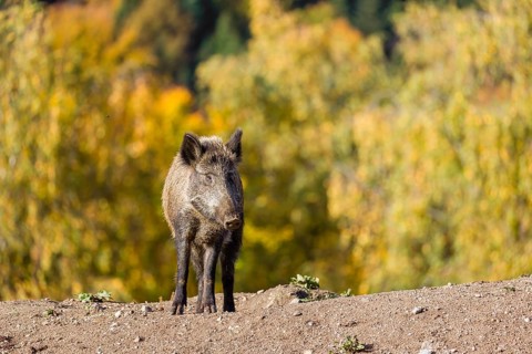 A wild boar or wild pig (Sus scrofa), runs across a clearing in hilly terrain in search of food. In