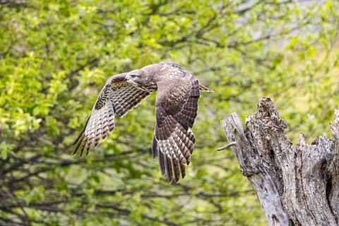 Common buzzard (Buteo buteo) Germany