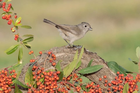 Oak Titmouse (Baeolophus inornatus), California, USA