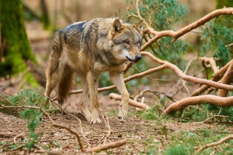 Wolf looking purposefully in the forest surrounded by branches and foliage, Wolf (Canis Lupus),