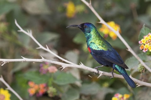 Shining Sunbird (Cinnyris habessinicus) male, Oman