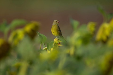 European greenfinch (Chloris chloris) adult male garden bird on a sunflower seedhead in autumn,