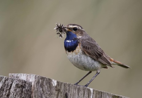 Bluethroat (Luscinia svecica cyanecula) male, Schleswig-Holstein, Germany