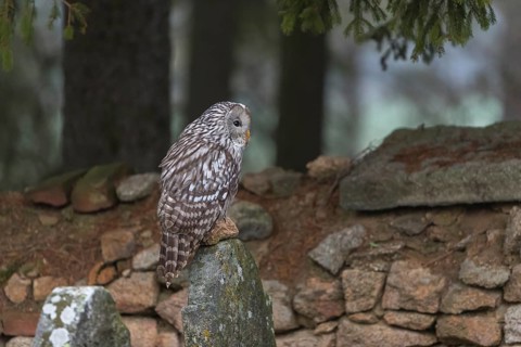 One Ural owl (Strix uralensis) sitting on a old jewish gravestone with a natural stone masonry and