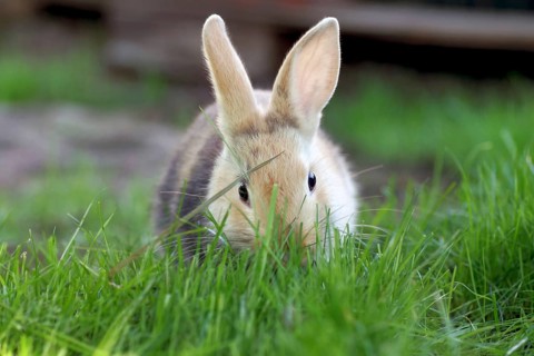 Rabbit (Oryctolagus cuniculus, domestic form), Easter, cute, A young domestic rabbit nibbles on