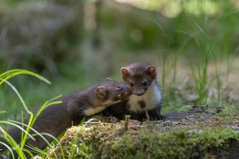 Two beech marten (Martes foina), playing on the forest floor between green vegetation