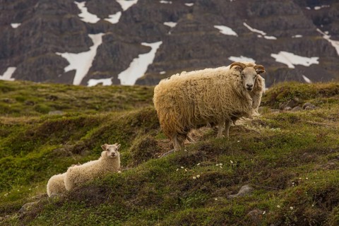 Grazing sheep in fresh green grass, Seydisfjordur, E Iceland